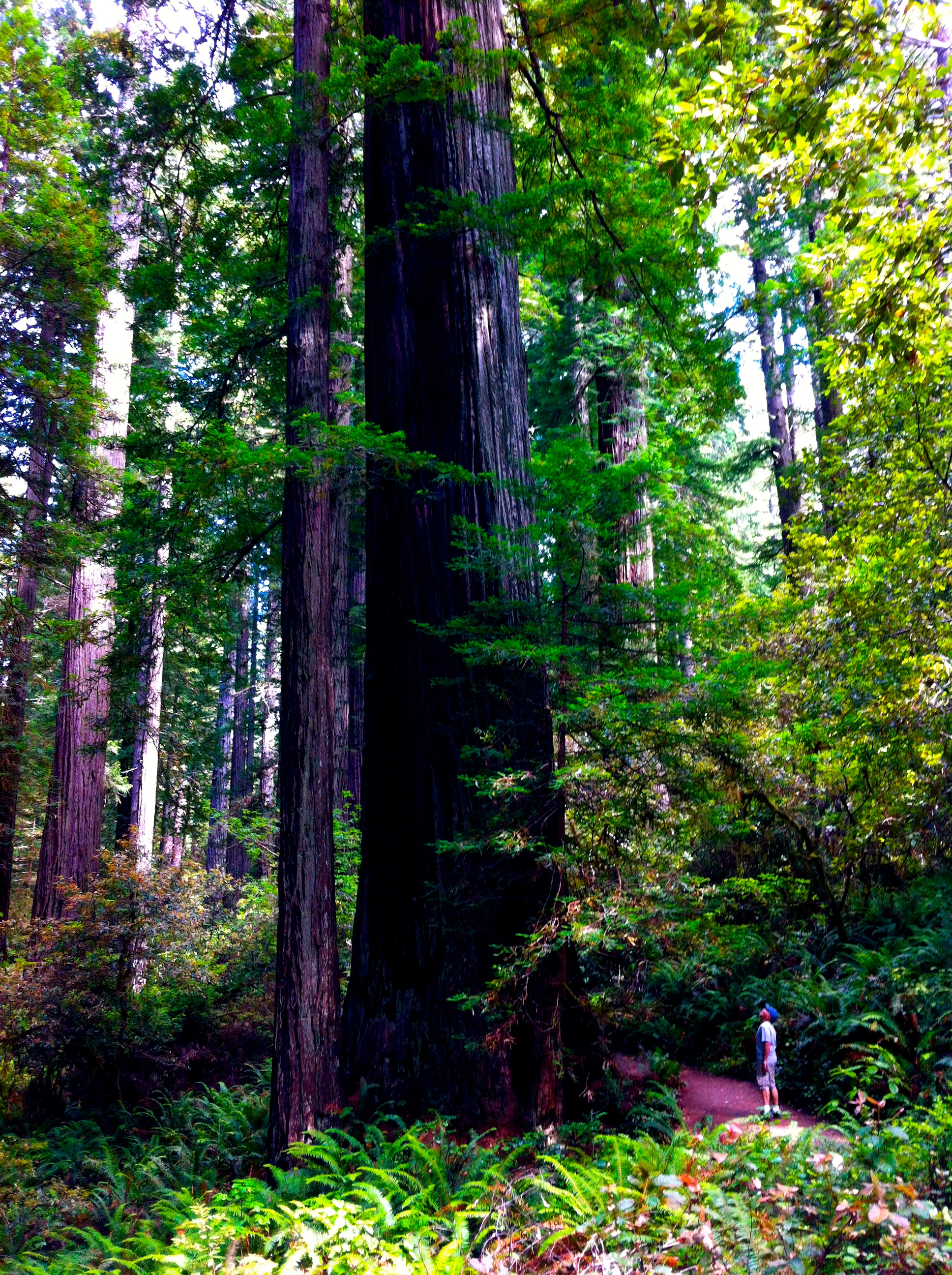 Feeling small in Redwoods NP